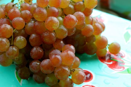 Muscat grape